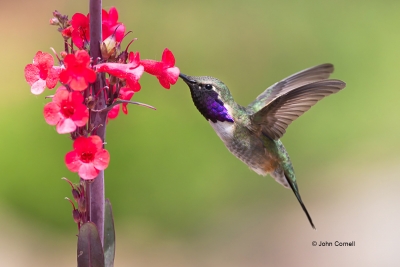 Calothorax-lucifer;Flying-Bird;Lucifer-Hummingbird;Photography;action;active;alo